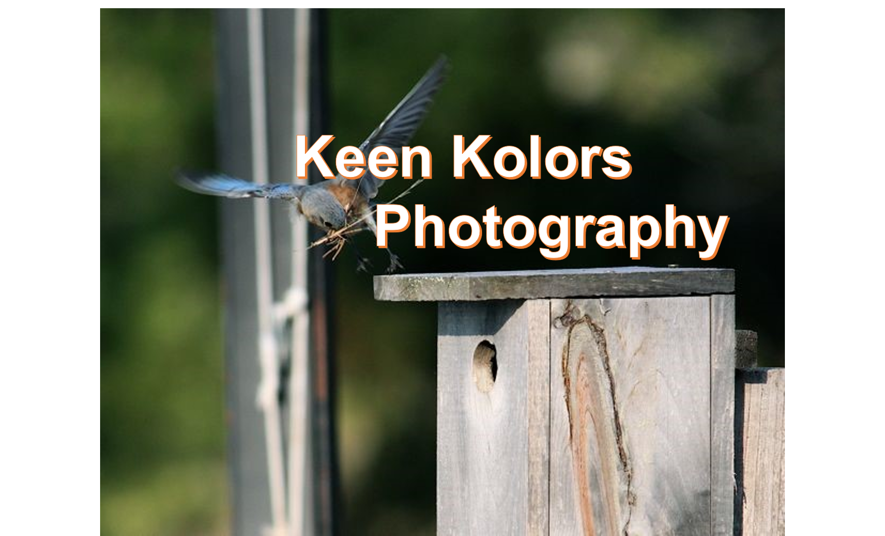 Birds, Ducks, Geese, and Loons