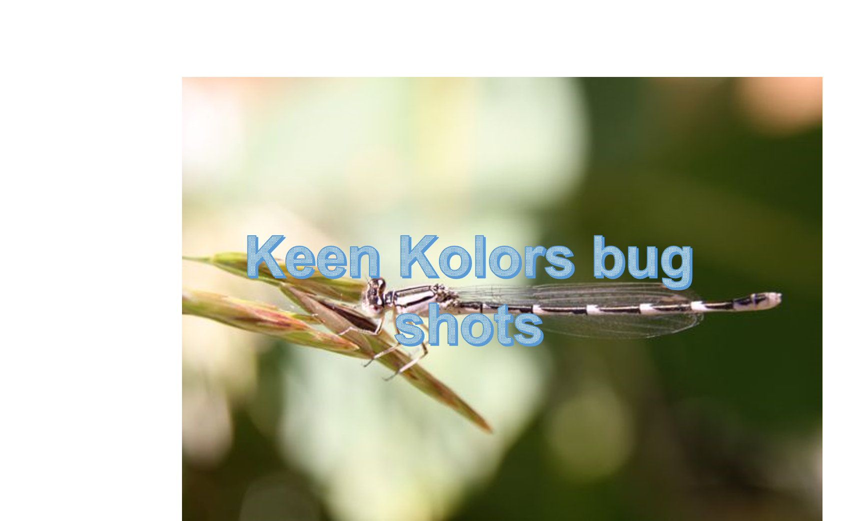 Watermarked Insect Image